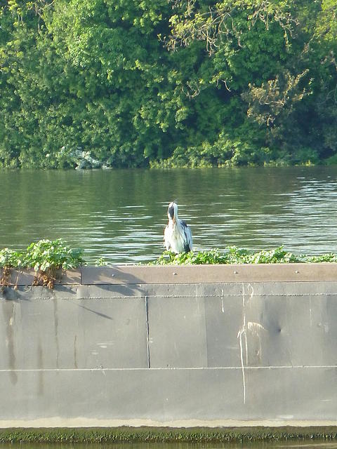 P1140906