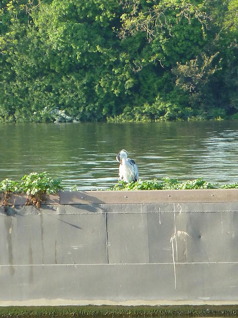 P1140907