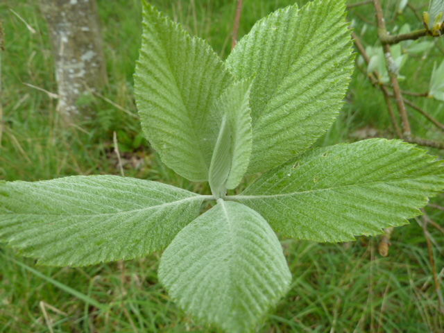 P1140307