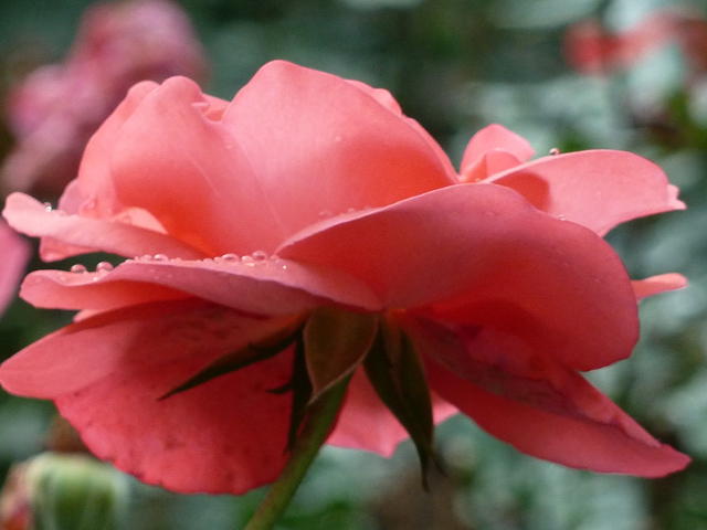 P1180680