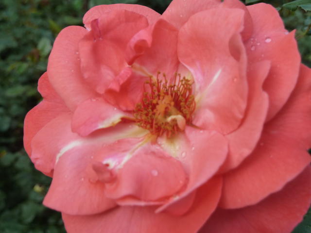 P1180682