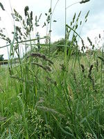 P1150418