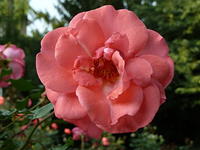 P1180679
