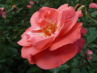 P1180681